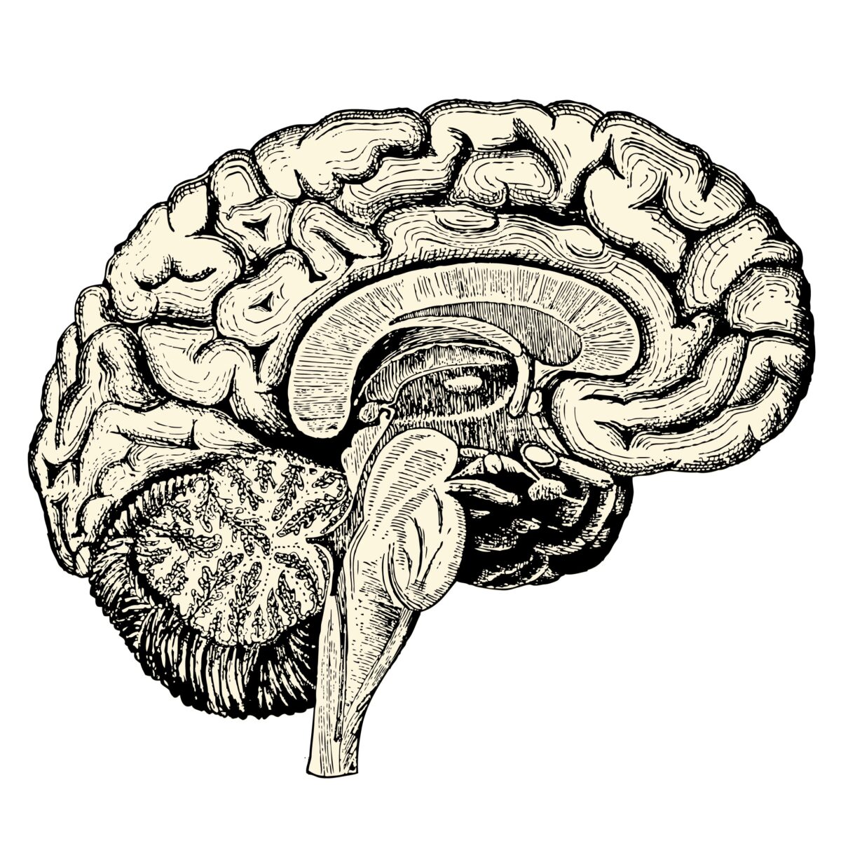 changes in the brain