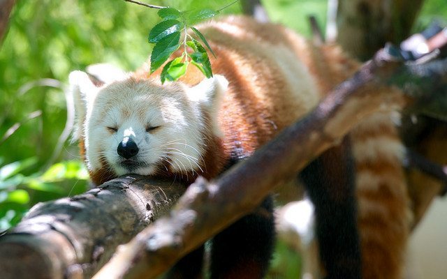 dormir la siesta aumenta la activación cerebra_marmota